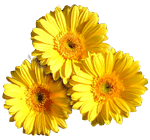 Çorum çorum çiçekçi çiçekçilik online