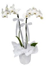2 dall beyaz orkide  orum online ieki , iek siparii 